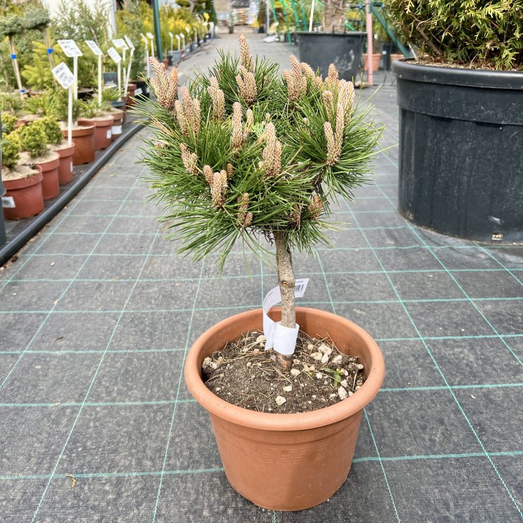 Borovica čierna (Pinus nigra) ´BREPO´ – výška 30-40 cm, kont. C5L 